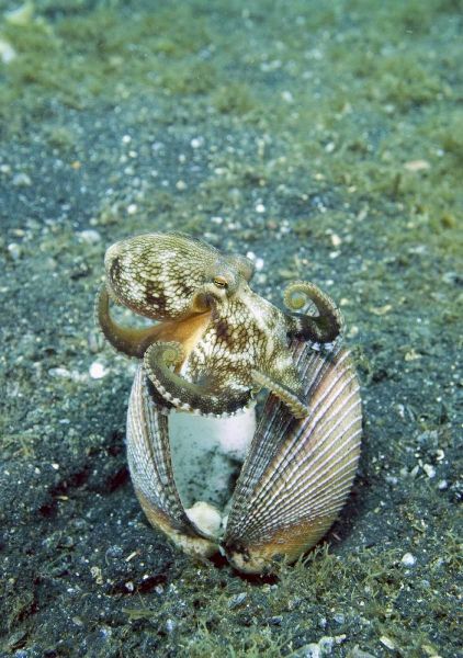 Indonesia, Lembeh Straits Octopus with a shell